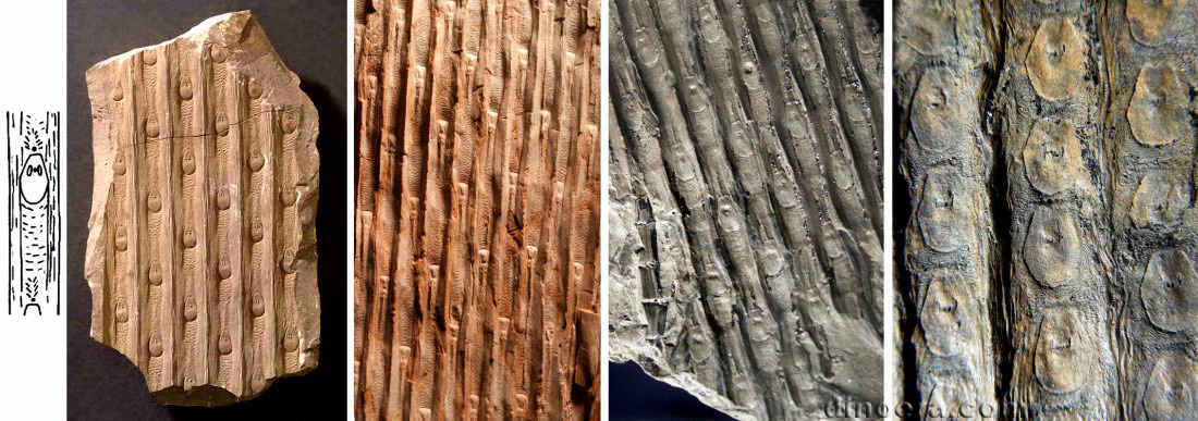 Sigillaria rugosa 01-06-07-09-10 cc