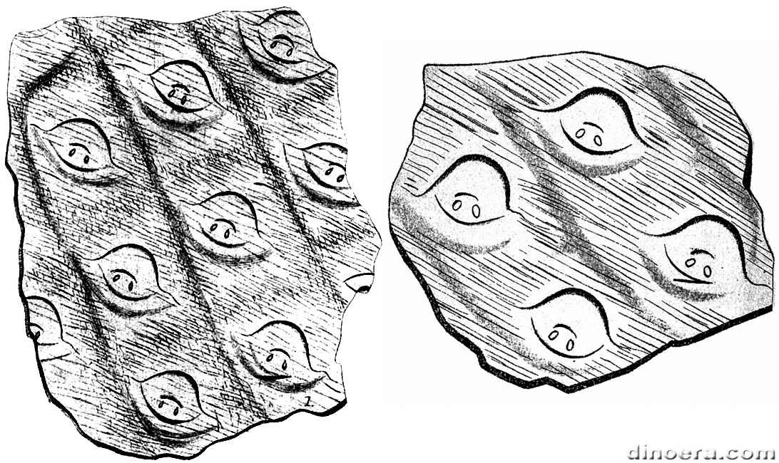 Sigillaria schimperi 01-02 cc