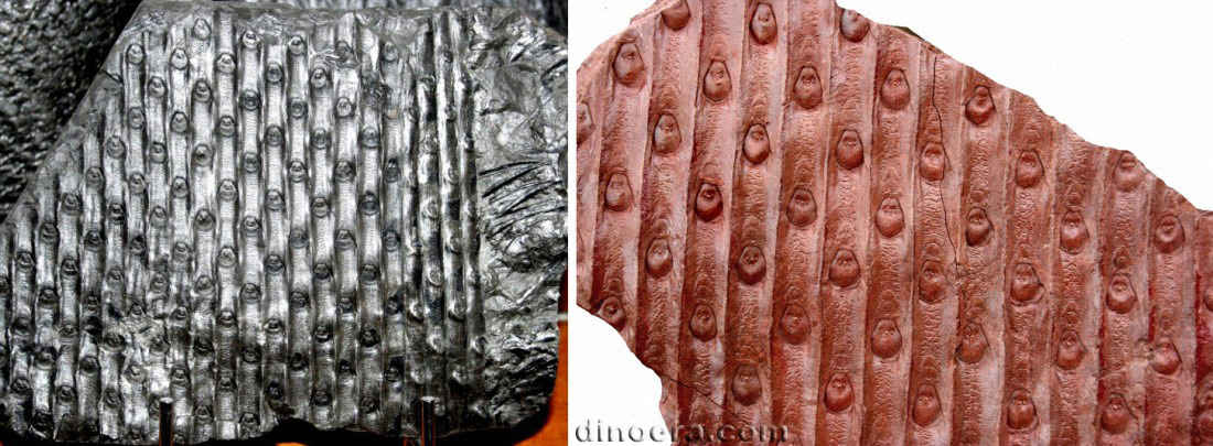 Sigillaria schlotheimi 01-01 cc