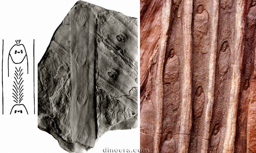 Sigillaria schlotheimi 02-04-03 cc