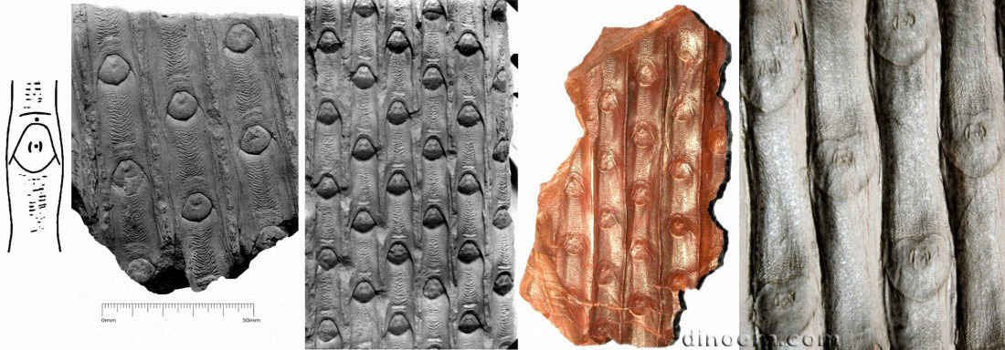 Sigillaria scutellata 01-02-03-05-06 cc