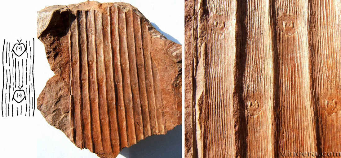 Sigillaria scutiformis 01-02-03 cc