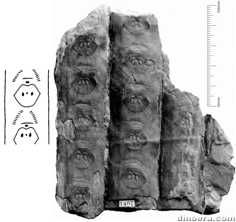 Sigillaria sol 01-02 cc