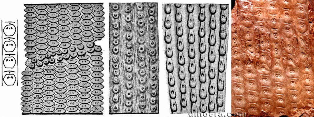 Sigillaria tesselata 03-06-7 cc