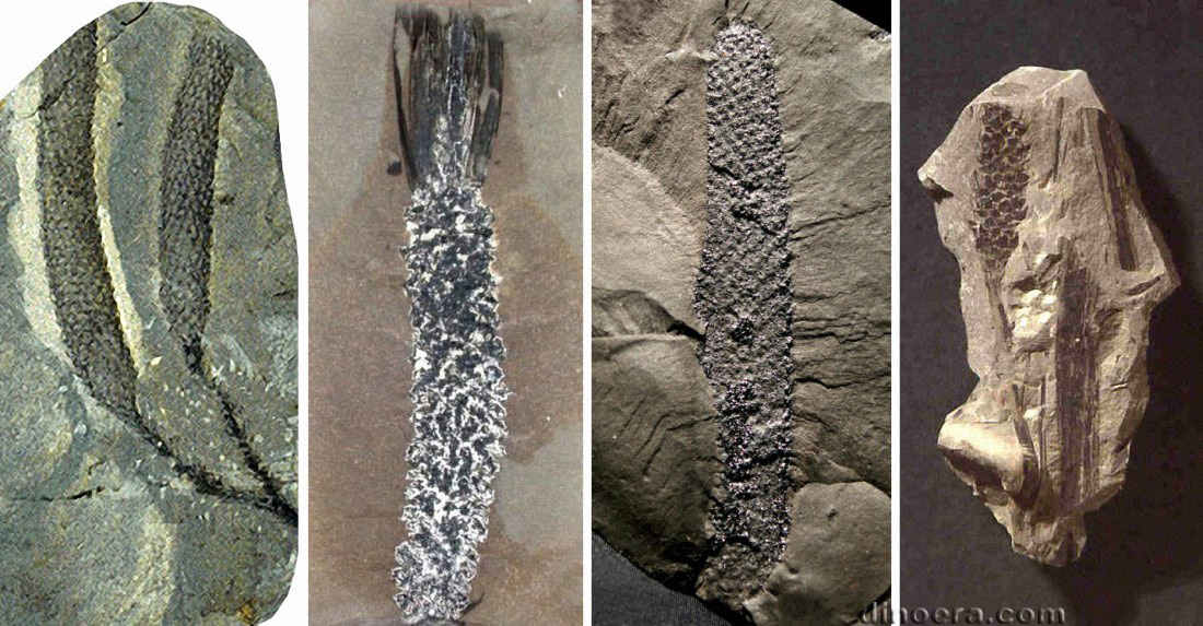 Sigillariostrobus 01-02-04 cc