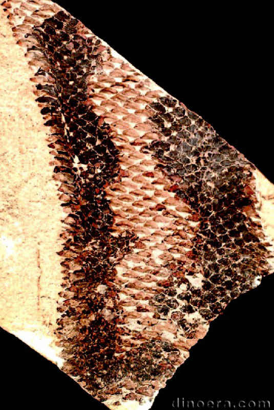 Sporangiostrobus Sporangiostrobus 01 cc