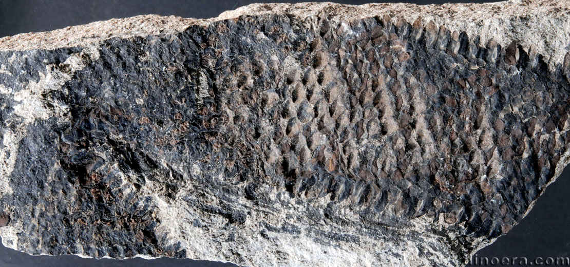 Sporangiostrobus Sporangiostrobus 03 Spain cc