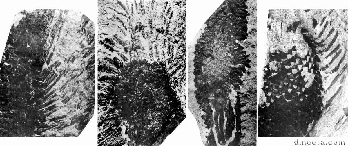 Sporangiostrobus feistmanteli Sporangiostrobus feistmanteli 01-02-03-04 cc