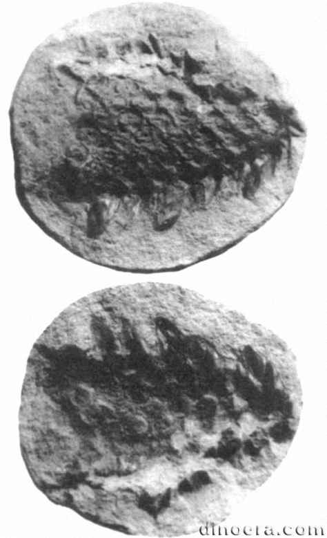 Sporangiostrobus langfordi Sporangiostrobus langfordi 01 cc