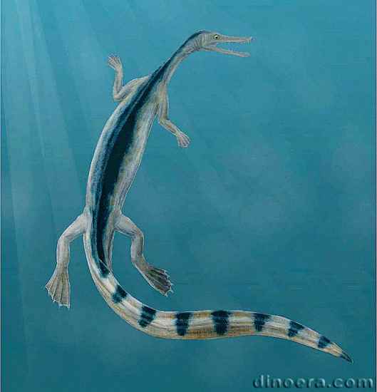 Stereosternum tumidum 03 cc