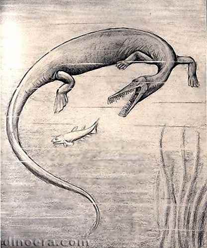 Stereosternum tumidum 05 cc