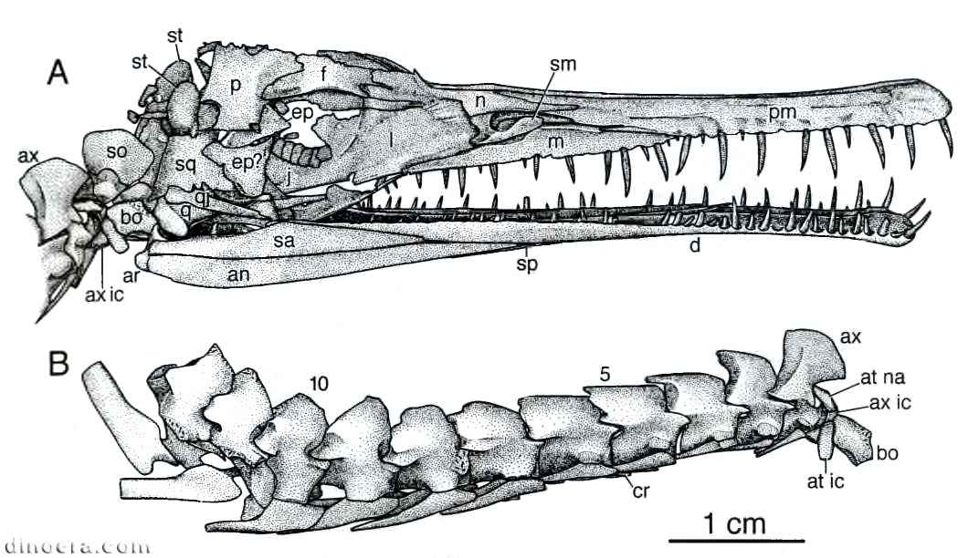 Stereosternum tumidum 11 cc