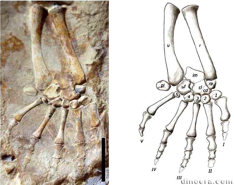 Stereosternum tumidum 37 cc