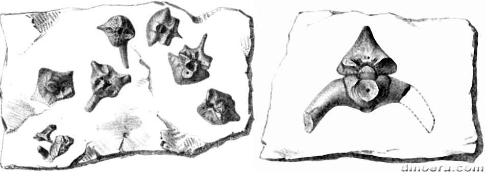 Stereosternum tumidum 45 cc