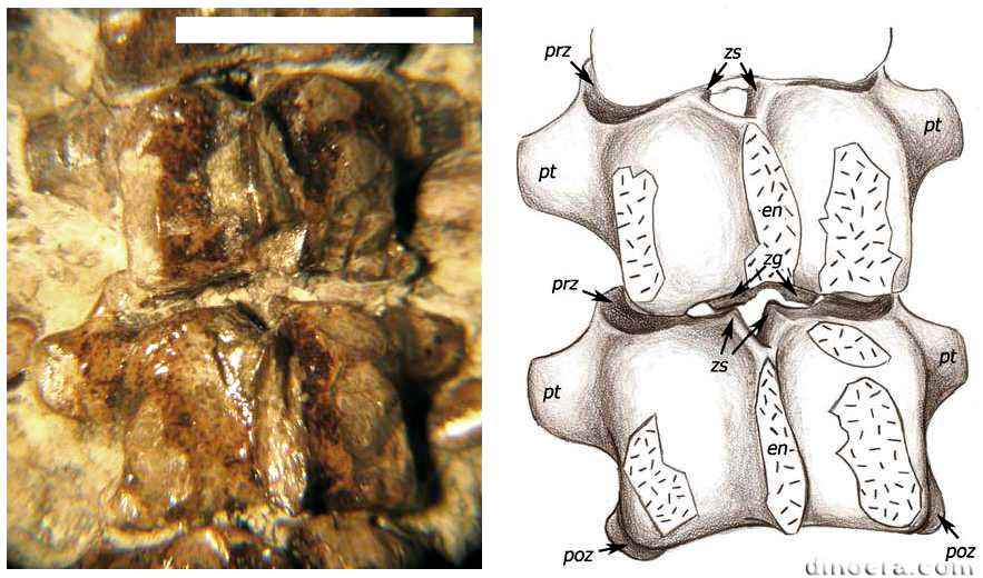 Stereosternum tumidum 49 cc