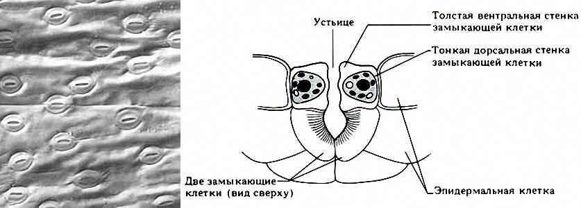 Stoma 01 cc