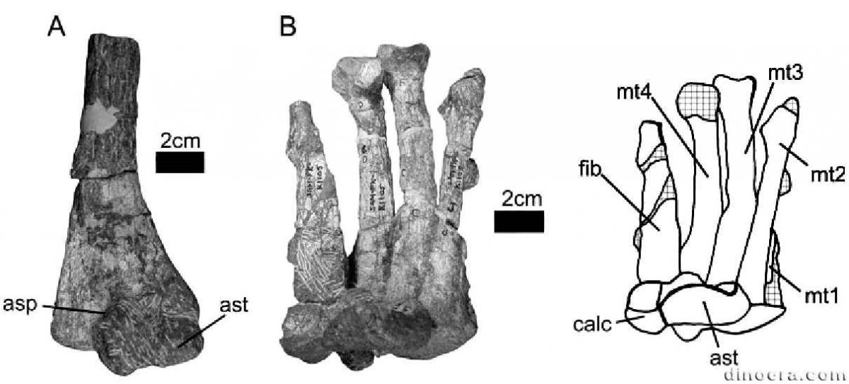 Stormbergia dangershoeki 06 cc