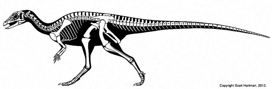 Stormbergia dangershoeki 11 by Scott Hartman cc