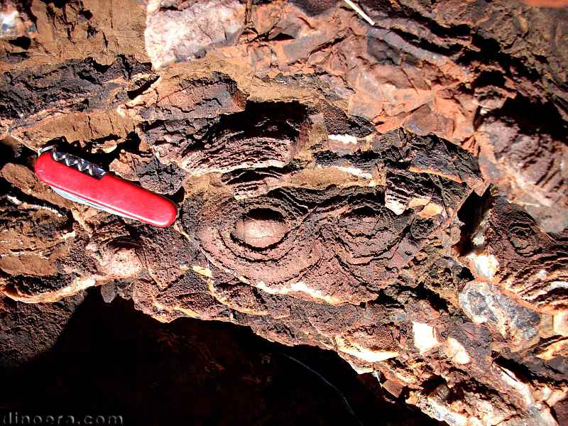 Strelley Pool 43 stromatolite cc