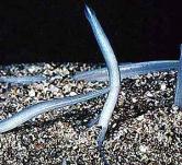 Amphioxus