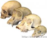 Homo origin