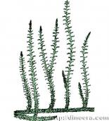 Protolepidodendron