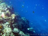 Reef Modern