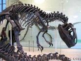 Dino skeleton