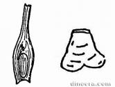 Takhtajanodoxaceae