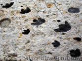 Trackways