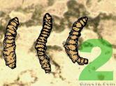 Microfossils
