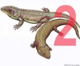 Nycteroleteridae 2