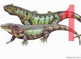 Nycteroleteridae 