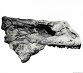Nochelesaurus