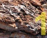 Pilbara stromatolite