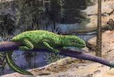 Theledectinae