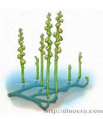 Zosterophyllum