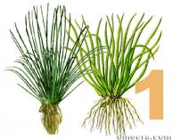 Isoetaceae 1