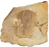 Что изучает Палеонтология