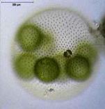 Колония современного вольвокса