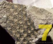 cyclostigmaceae