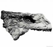 Nochelesaurus