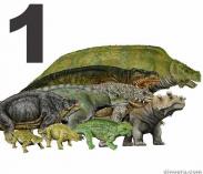 Pareiasauriformes