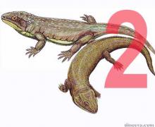 Nycteroleteridae 2