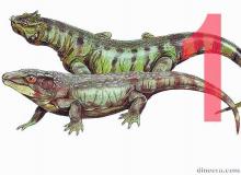 Nycteroleteridae 