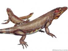 Nyctiphruretia