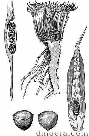 Stylites andicola 02 cc