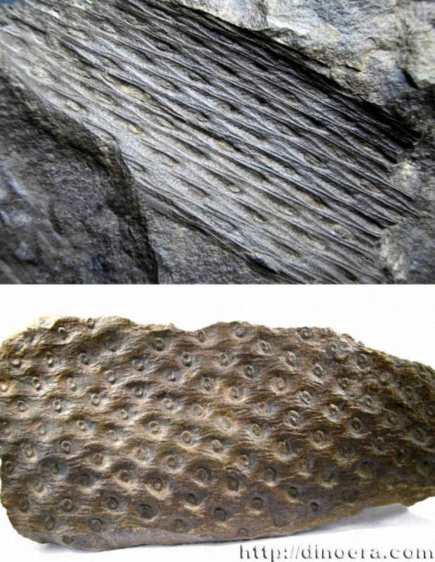 Sublepidodendron 01-02 cc