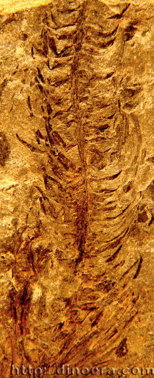 Sublepidodendron changduense