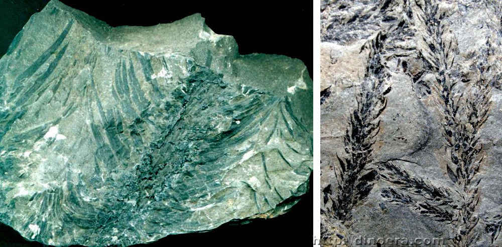 Sublepidodendron lycopodioides